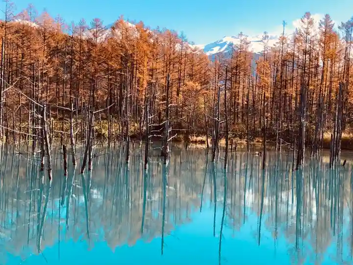 美瑛神社の周辺