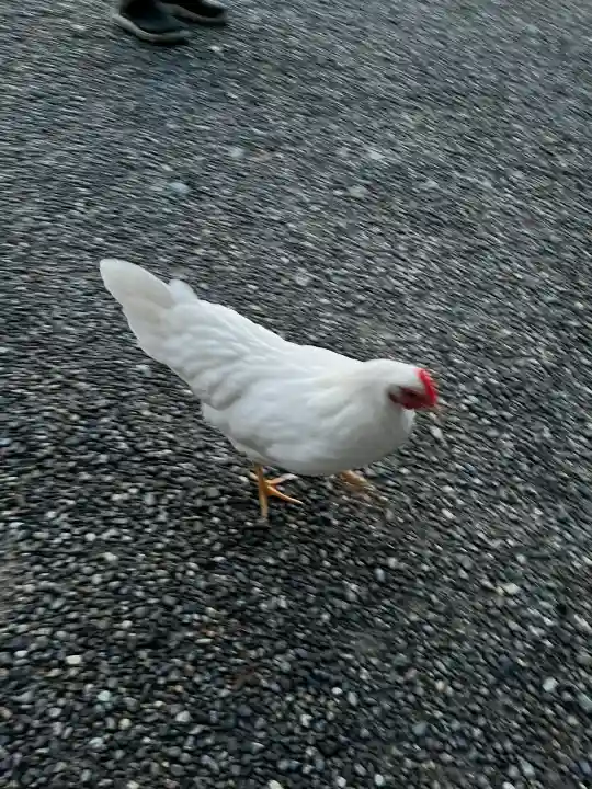 伊勢神宮外宮(豊受大神宮)の{uncategorized: "未分類", other: "その他", undefined: "問題あり", building: "その他建物", grave: "お墓", sacred_gate: "鳥居", guardian: "狛犬", statue: "像", buddha: "仏像", history: "歴史", nature: "自然", garden: "庭園", animal: "動物", pagoda: "塔", temizu: "手水舎", mountain_gate: "山門・神門", sanctuary: "本殿・本堂", subordinate: "末社・摂社", art: "芸術", scenery: "景色", jizo: "地蔵", ema: "絵馬", goshuin: "御朱印", omikuji: "おみくじ", items: "授与品その他", amulet: "お守り", goshuincho: "御朱印帳", eats: "食事", festival: "お祭り", votive_dance: "神楽", shichigosan: "七五三参", wedding: "結婚式", experience: "体験その他", initially: "初詣", around: "周辺", anti_infection: "感染症対策"}