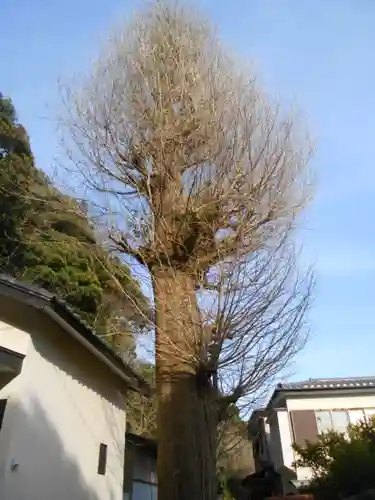 甘縄神明神社（甘縄神明宮）の自然