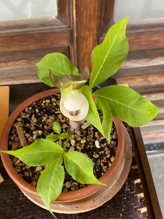 妙蓮寺(神奈川県)