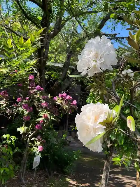 手力雄神社(岐阜県)