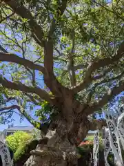 龍口明神社の自然