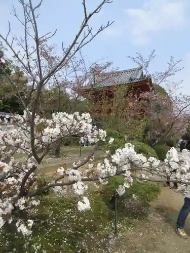 仁和寺の庭園