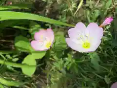 鷺宮八幡神社の自然