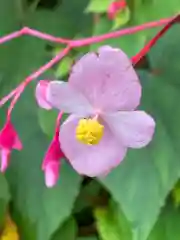 高麗神社の自然