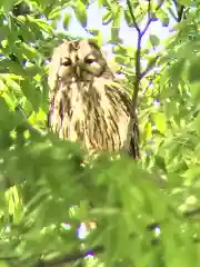 野木神社の動物