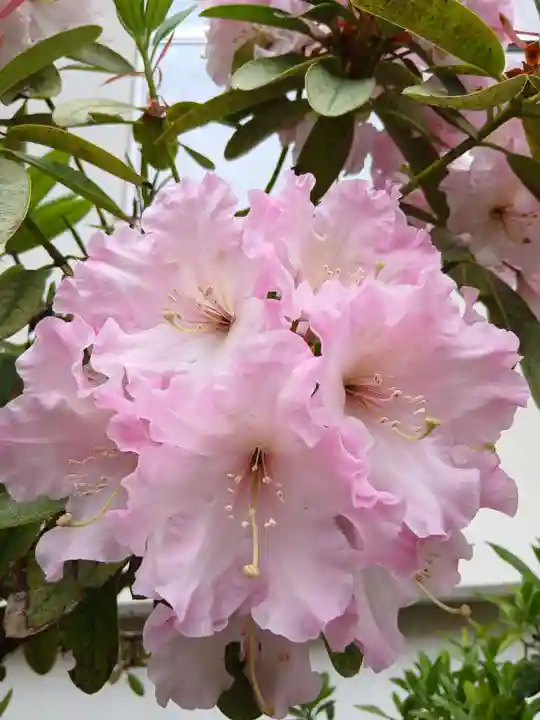 白狐山光星寺(山形県)