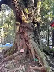 大杉神社(茨城県)