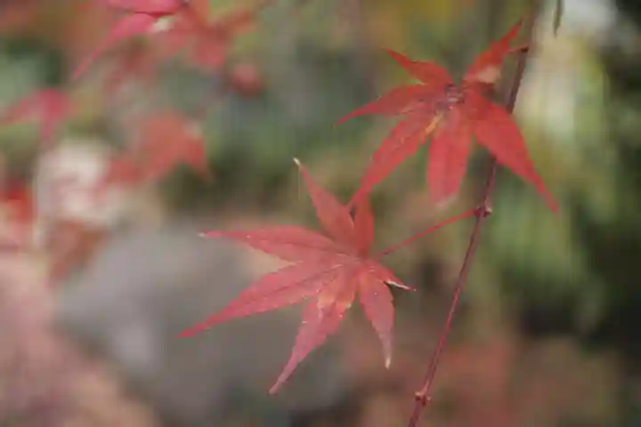 狭山山不動寺の自然