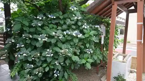 猿田彦神社の自然