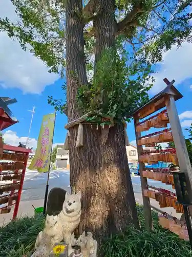 川越八幡宮(埼玉県)