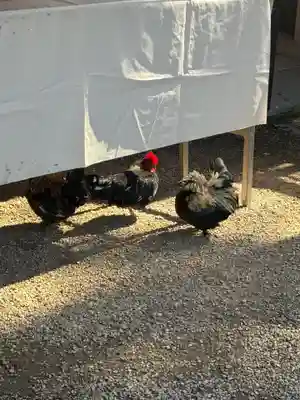 大崎八幡宮(宮城県)