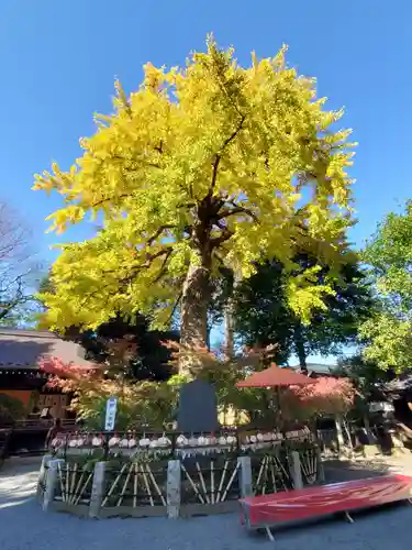 七社神社の自然