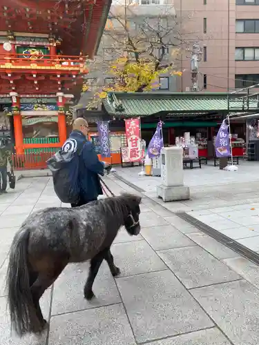 神田神社（神田明神）の動物