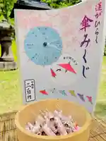 傘みくじ