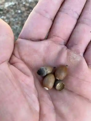 村國真墨田神社(岐阜県)