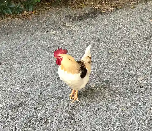 熱田神宮の動物