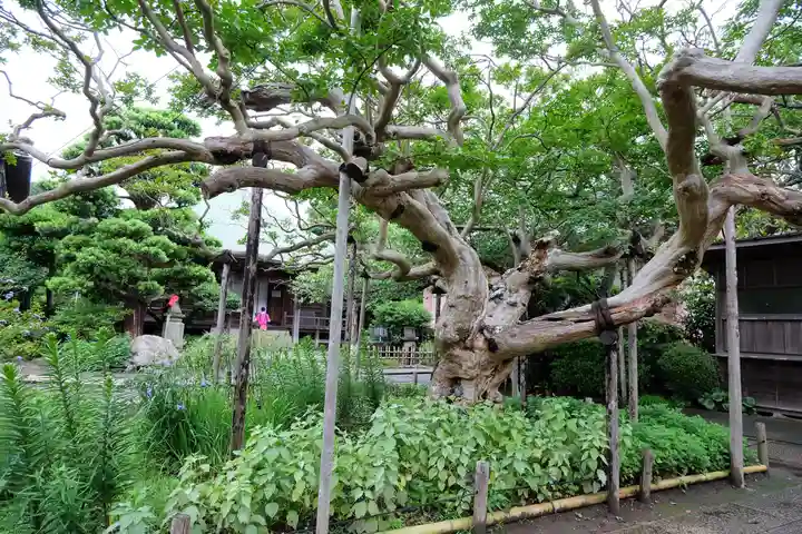 極楽寺(霊鷲山感應院極楽律寺)の自然