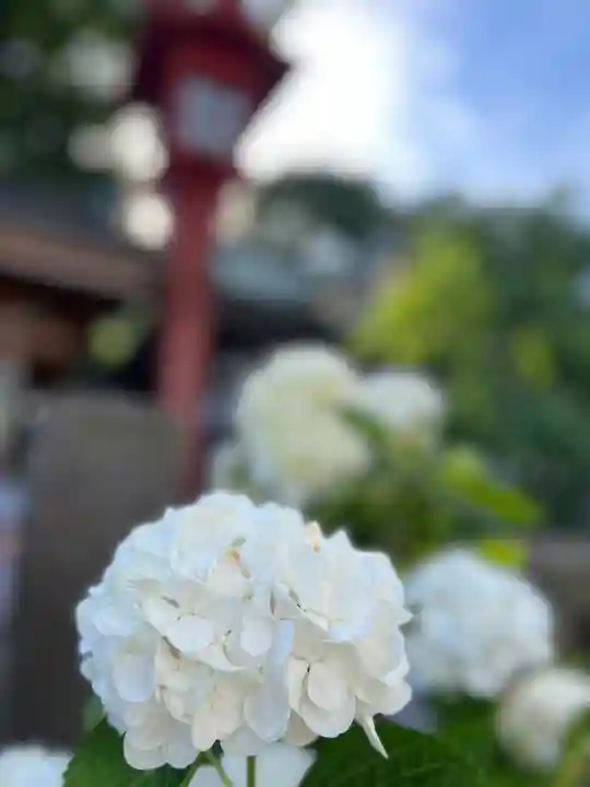 川越八幡宮(埼玉県)