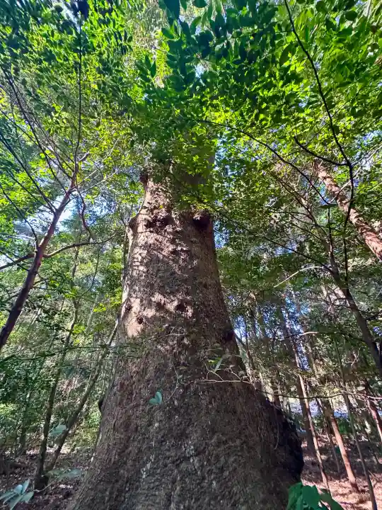 伊勢神宮外宮(豊受大神宮)の{uncategorized: "未分類", other: "その他", undefined: "問題あり", building: "その他建物", grave: "お墓", sacred_gate: "鳥居", guardian: "狛犬", statue: "像", buddha: "仏像", history: "歴史", nature: "自然", garden: "庭園", animal: "動物", pagoda: "塔", temizu: "手水舎", mountain_gate: "山門・神門", sanctuary: "本殿・本堂", subordinate: "末社・摂社", art: "芸術", scenery: "景色", jizo: "地蔵", ema: "絵馬", goshuin: "御朱印", omikuji: "おみくじ", items: "授与品その他", amulet: "お守り", goshuincho: "御朱印帳", eats: "食事", festival: "お祭り", votive_dance: "神楽", shichigosan: "七五三参", wedding: "結婚式", experience: "体験その他", initially: "初詣", around: "周辺", anti_infection: "感染症対策"}