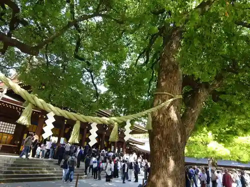 明治神宮の自然