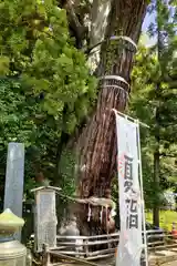 大國魂神社の自然