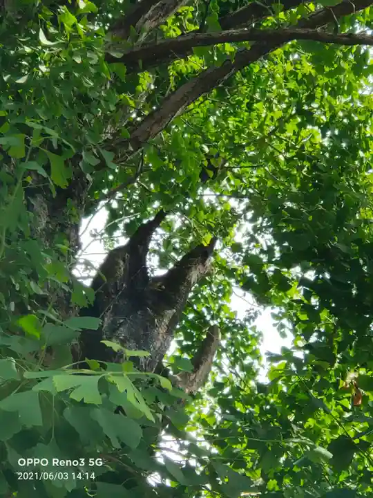 飛木稲荷神社(東京都)