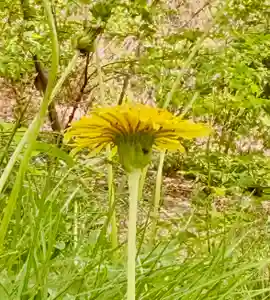 蚊里田八幡宮(長野県)(2025年05月18日(日) 14時05分22秒投稿)