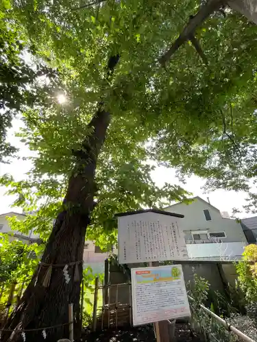 戸越八幡神社(東京都)
