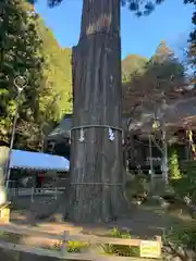 河口浅間神社の自然