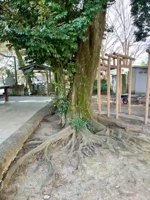 日限富士浅間神社(栃木県)