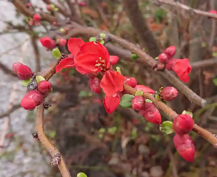 高田氷川神社(東京都)