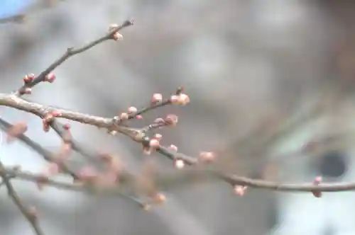 北野天満宮の自然