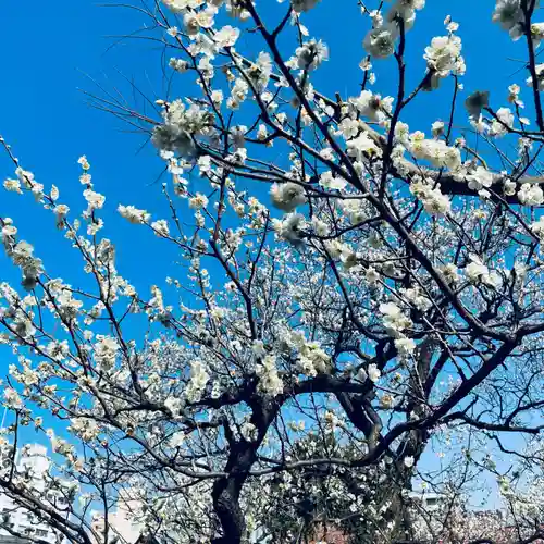 湯島天満宮の自然