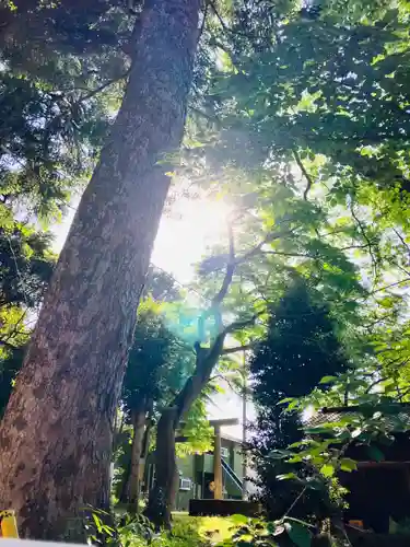 日吉神社(千葉県)