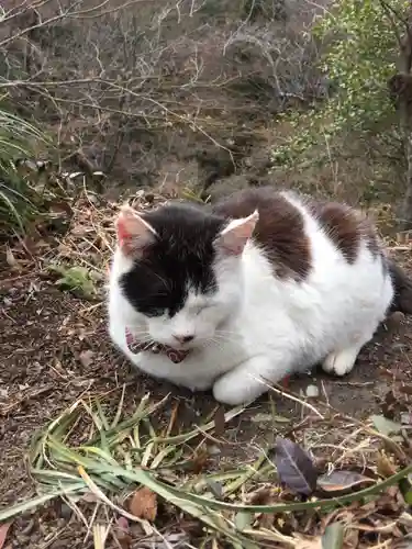 唐澤山神社の動物