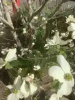 八島稲荷神社の自然