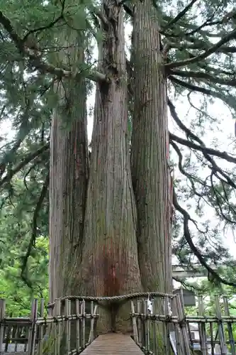 戸隠神社中社の自然