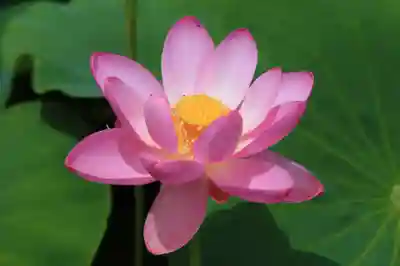 龍興寺（浮見観音）の自然