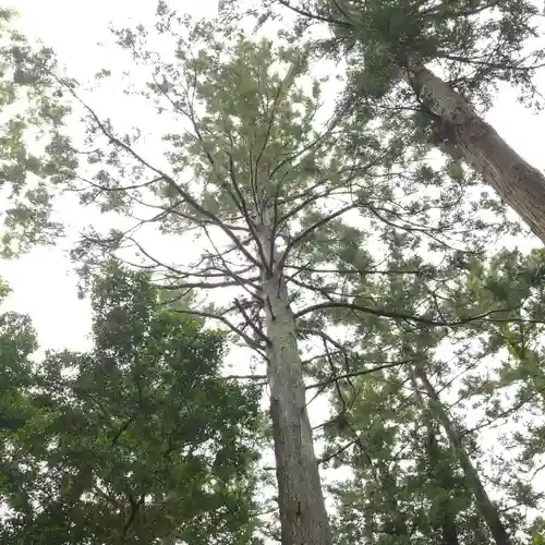 素鵞熊野神社の自然