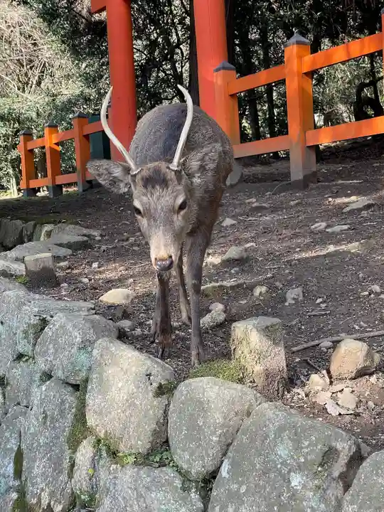 春日大社(奈良県)