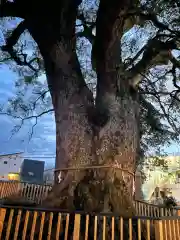 伊勢神明社の自然