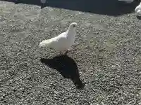 旗上弁財天社の動物