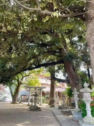 諏訪大神社 の{uncategorized: "未分類", other: "その他", undefined: "問題あり", building: "その他建物", grave: "お墓", sacred_gate: "鳥居", guardian: "狛犬", statue: "像", buddha: "仏像", history: "歴史", nature: "自然", garden: "庭園", animal: "動物", pagoda: "塔", temizu: "手水舎", mountain_gate: "山門・神門", sanctuary: "本殿・本堂", subordinate: "末社・摂社", art: "芸術", scenery: "景色", jizo: "地蔵", ema: "絵馬", goshuin: "御朱印", omikuji: "おみくじ", items: "授与品その他", amulet: "お守り", goshuincho: "御朱印帳", eats: "食事", festival: "お祭り", votive_dance: "神楽", shichigosan: "七五三参", wedding: "結婚式", experience: "体験その他", initially: "初詣", around: "周辺", anti_infection: "感染症対策"}
