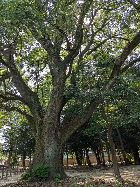 伊多波刀神社の自然
