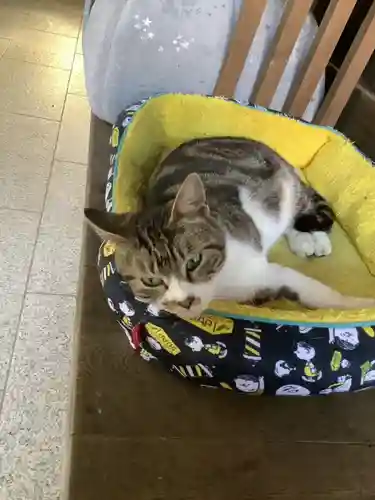 玉野御嶽神社の動物