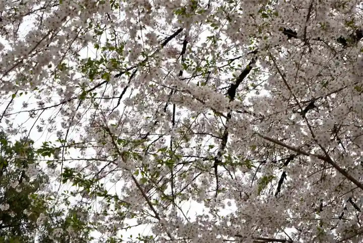 居木神社の自然