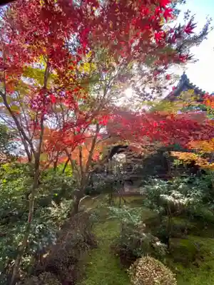 善法律寺の自然