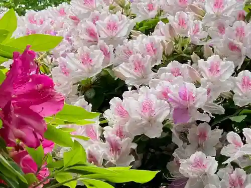 根津神社(東京都)