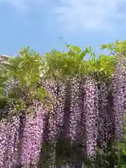 亀戸天神社の自然